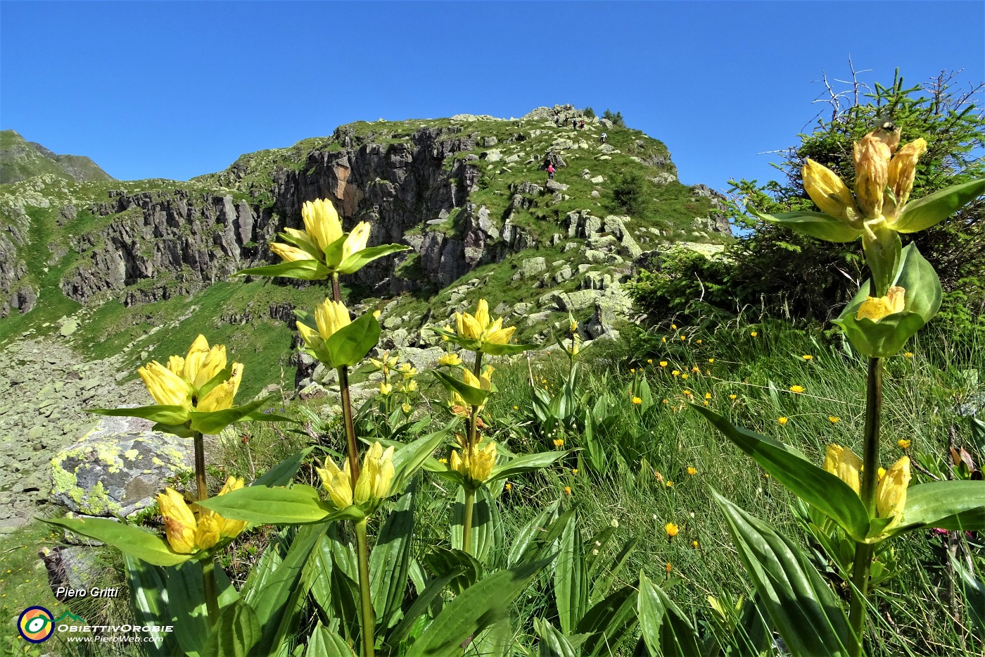28 Genziana puntata (Gentiana punctata) con da sfondo la salita alla Cima di Mezzeno.JPG
